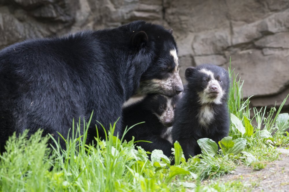 7bb783a68julie-larsen-maher_9175_andean-bear-and-cubs_qz_05-10-19-jpg.jpeg