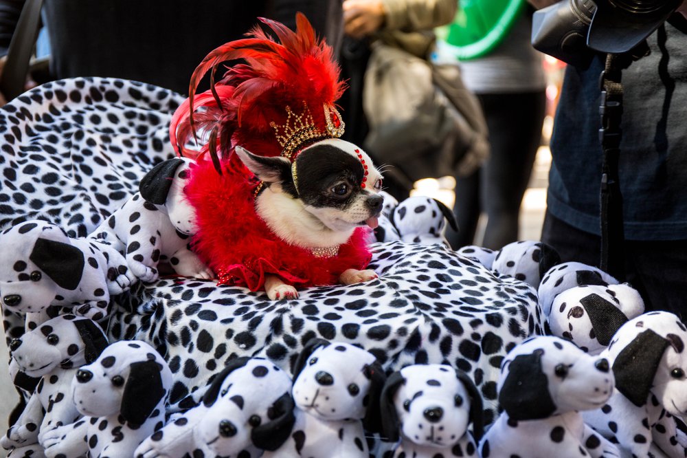7c1304a33doghalloween-142-jpg.jpeg