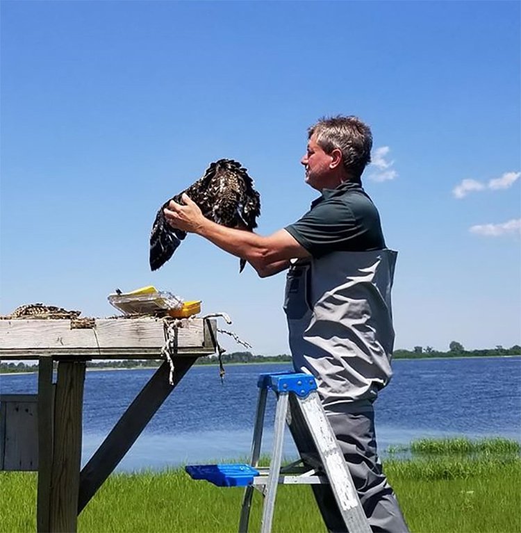 7c2ef7b10owel6-jpg.jpeg One the ospreys being banded<br>