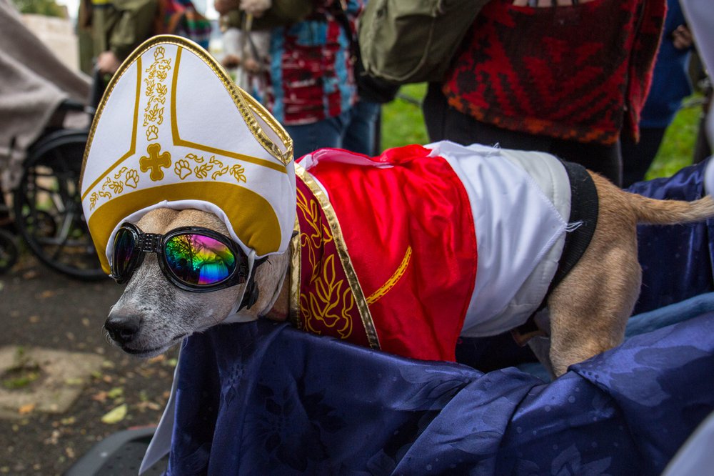 7c3617187dog-73-jpg.jpeg