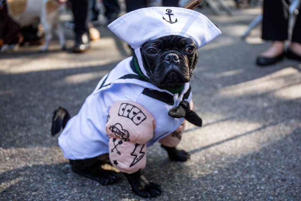 7cbf10c65doghalloween-96-jpg.jpeg