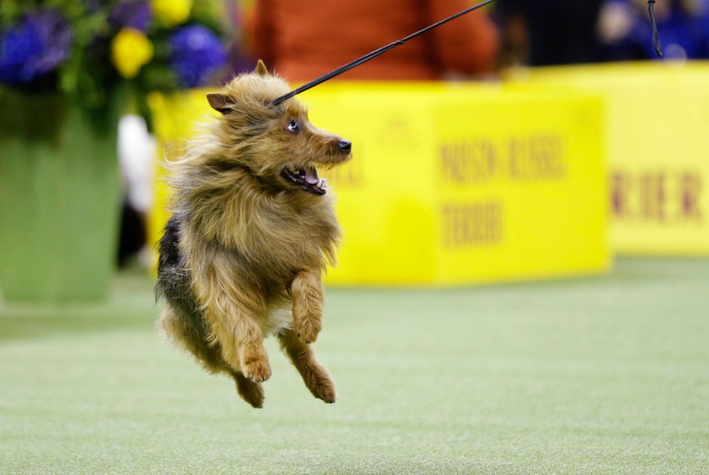 7d8c5856eshutterstock_10103333ae-jpg.jpeg THIS. DOG. RUNS. THE. MTA. (Frank Franklin II/AP/Shutterstock)