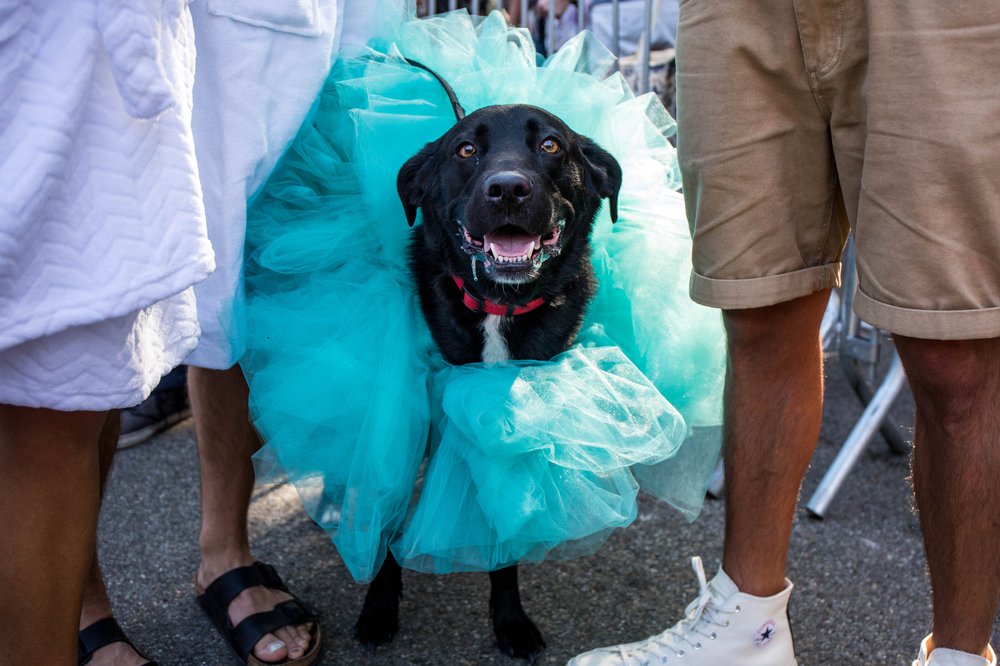 7e6b16475doghalloween-78-jpg.jpeg