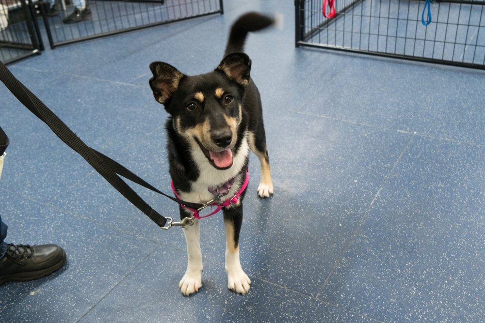 7f0bad202sheba2-jpg.jpeg But she wants to play<br>