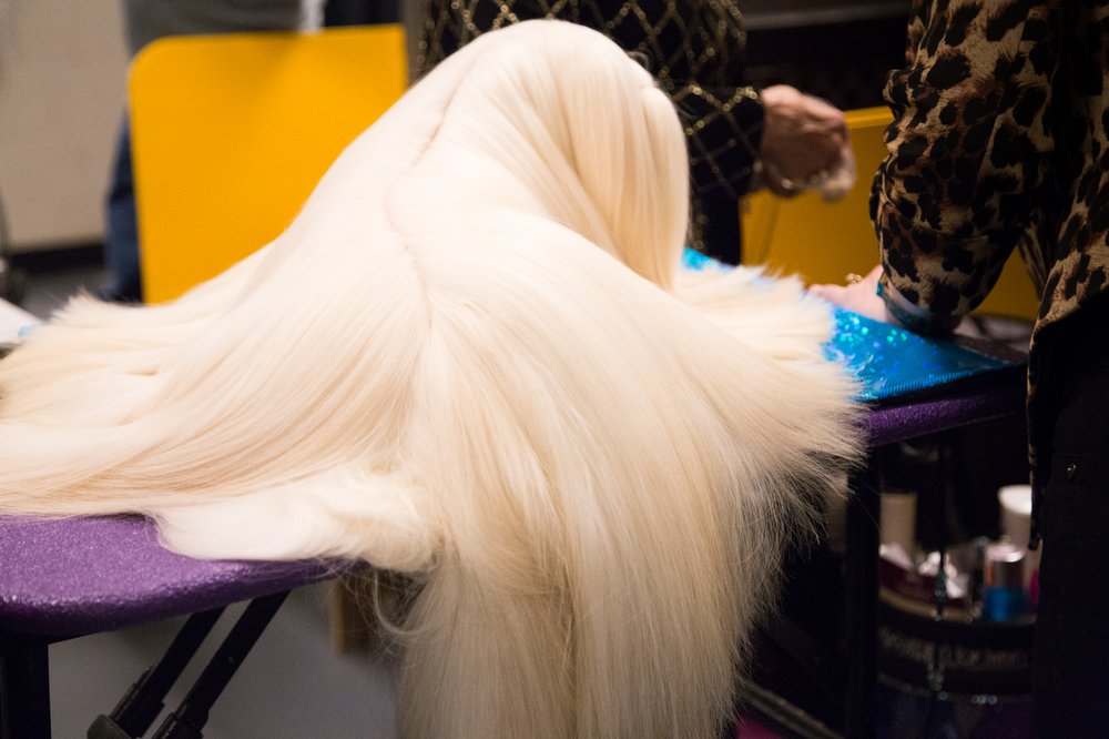 7f4d69ff0westminster-jpg.jpeg This dog doesn't have a serious bone in his body, in the sense that he has no bones—he is a wig, not a dog. (Jenn Hsu/Gothamist)