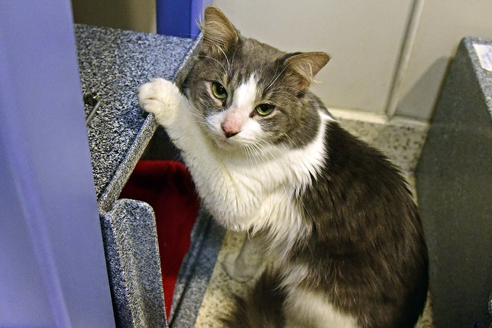 7f5d1af26wizard-a40036681_2018nov08_0004-jpg.jpeg This is Wizard, a four-year-old male. Look at that excellent leaning ability!
