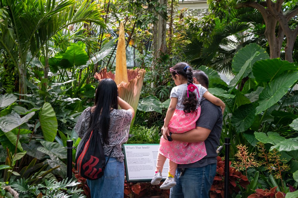 8061822ffa7r01173-jpg.jpeg New York Botanical Garden visitors admire the corpse flower