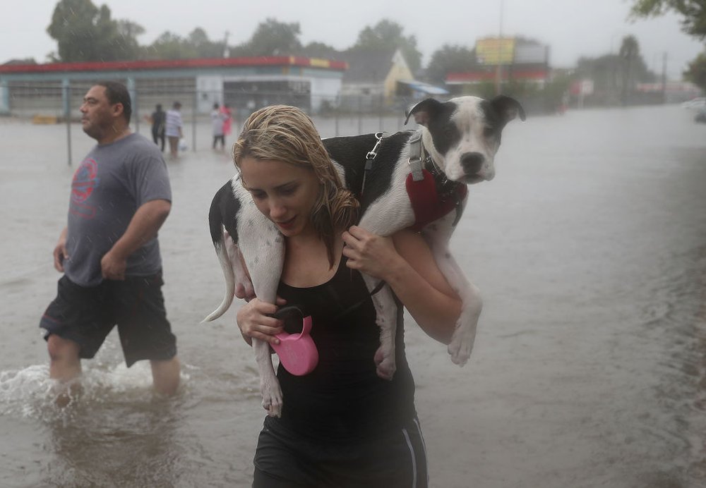 80a0c606cgettyimages-839977904-jpg.jpeg Naomi Coto carries Simba on her shoulders as they evacuate their home after the area was inundated with flooding from Hurricane Harvey on August 27, 2017 in Houston, Texas. Harvey, which made landfall north of Corpus Christi late Friday evening, is expected to dump upwards to 40 inches of rain in Texas over the next couple of days.<br>(Getty Images)