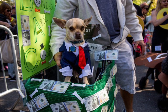 8111681a78395a8567doghalloween-75-jpg-mobile-jpg.jpeg