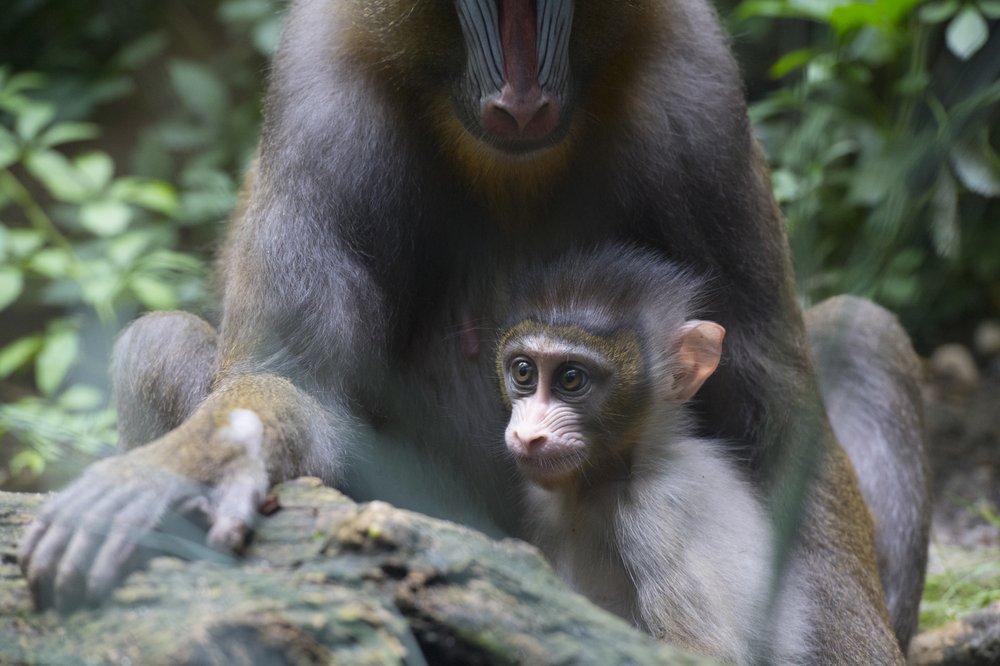 82e38b147julie-larsen-maher_3670_mandrill-and-baby_con_bz_08-18-18-jpg.jpeg