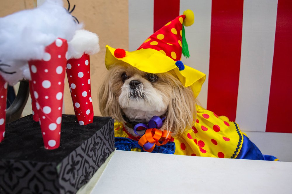 836d3dd1ddog-124-jpg.jpeg