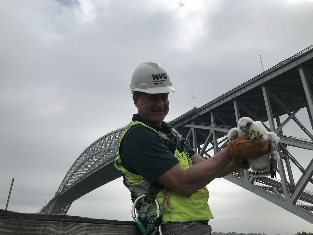 84b5f3f7948137944623_f425966c80_b-jpg.jpeg NYC DEP research scientist Chris Nadareski with one of the chicks