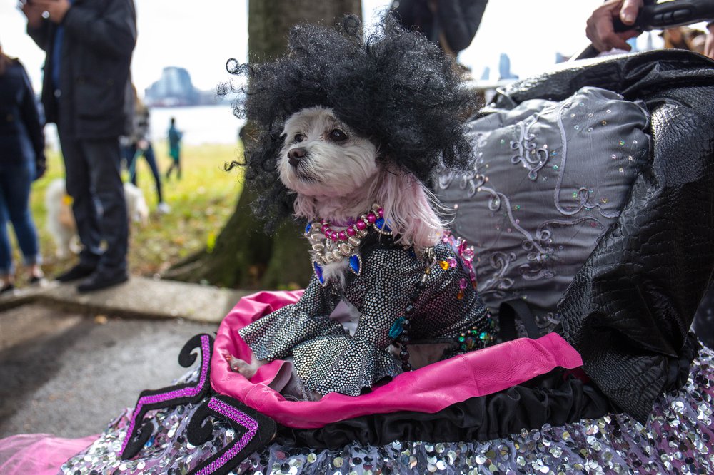856edc9c1dog-26-jpg.jpeg