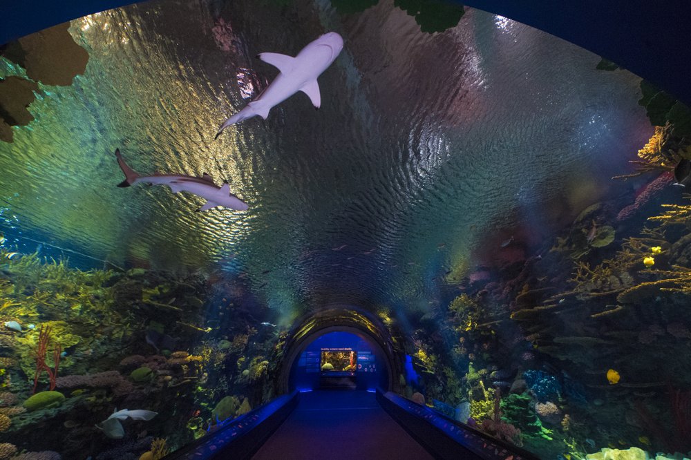 86d31fffbjulie-larsen-maher_2886_coral-tunnel_ows_aq_06-21-18-jpg.jpeg (Julie Larsen Maher/WCS)