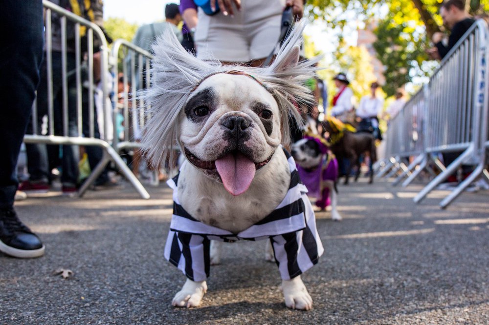 87cc6bab1doghalloween-86-jpg.jpeg