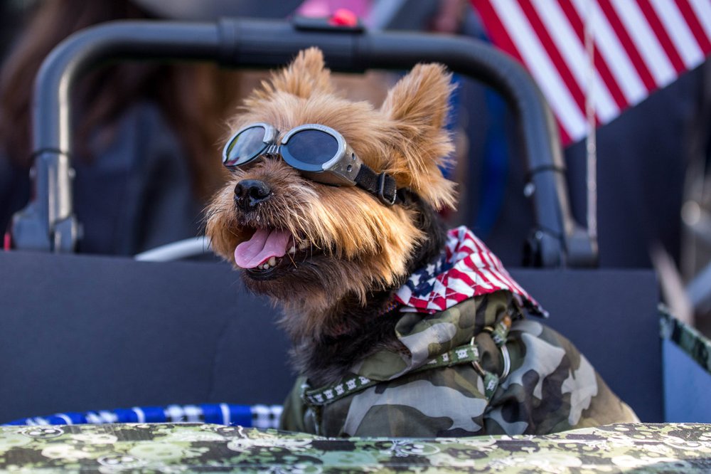 886ad5bcb81ac775d2doghalloween-156-jpg-web_gallery-jpg.jpeg