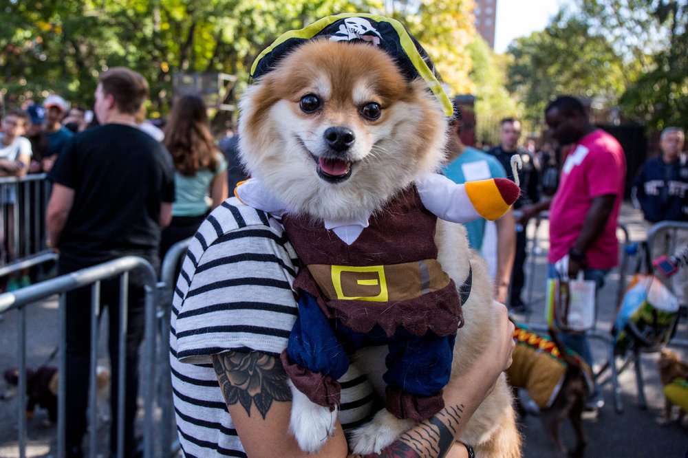 8902261cf43255d5fcdoghalloween-113-jpg-web_gallery-jpg.jpeg