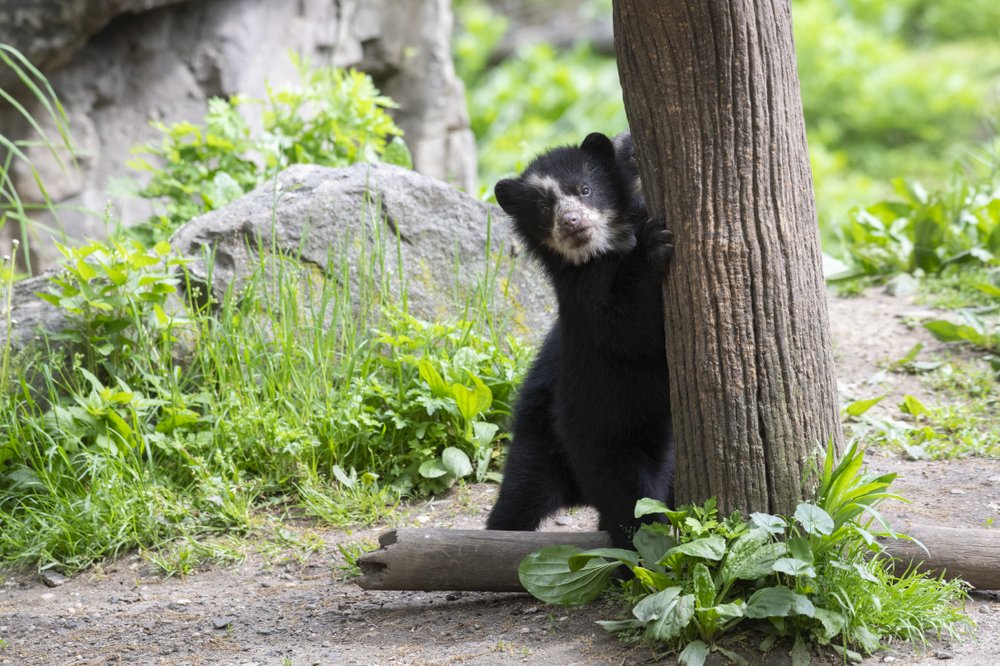 89247b35fjulie-larsen-maher_9020_andean-bear-and-cubs_qz_05-10-19-jpg.jpeg