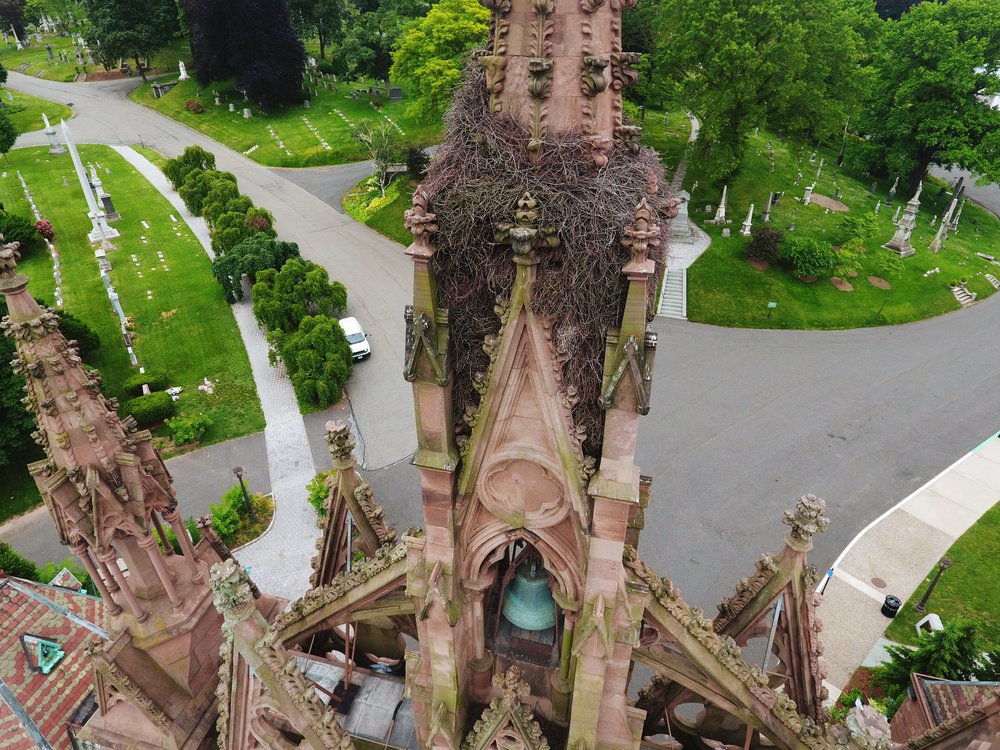 8971bbed1dji_0722-jpg.jpeg Look at that bird's nest! (Jake Dobkin / Gothamist)