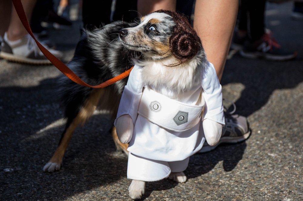 89ae0509adoghalloween-190-jpg.jpeg