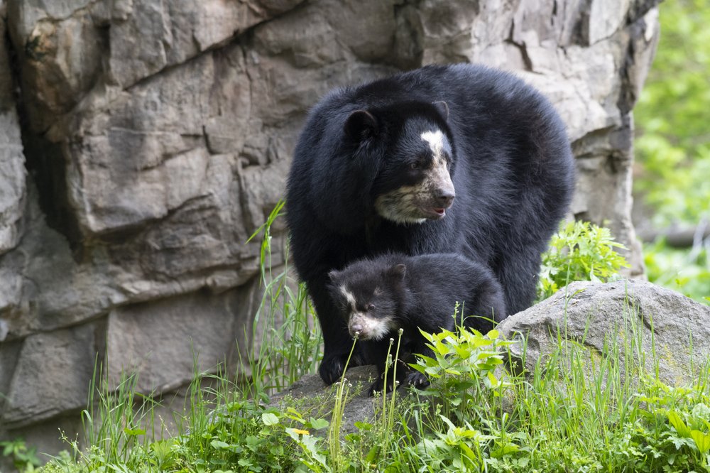 8a9babefajulie-larsen-maher_9076_andean-bear-and-cubs_qz_05-10-19-jpg.jpeg