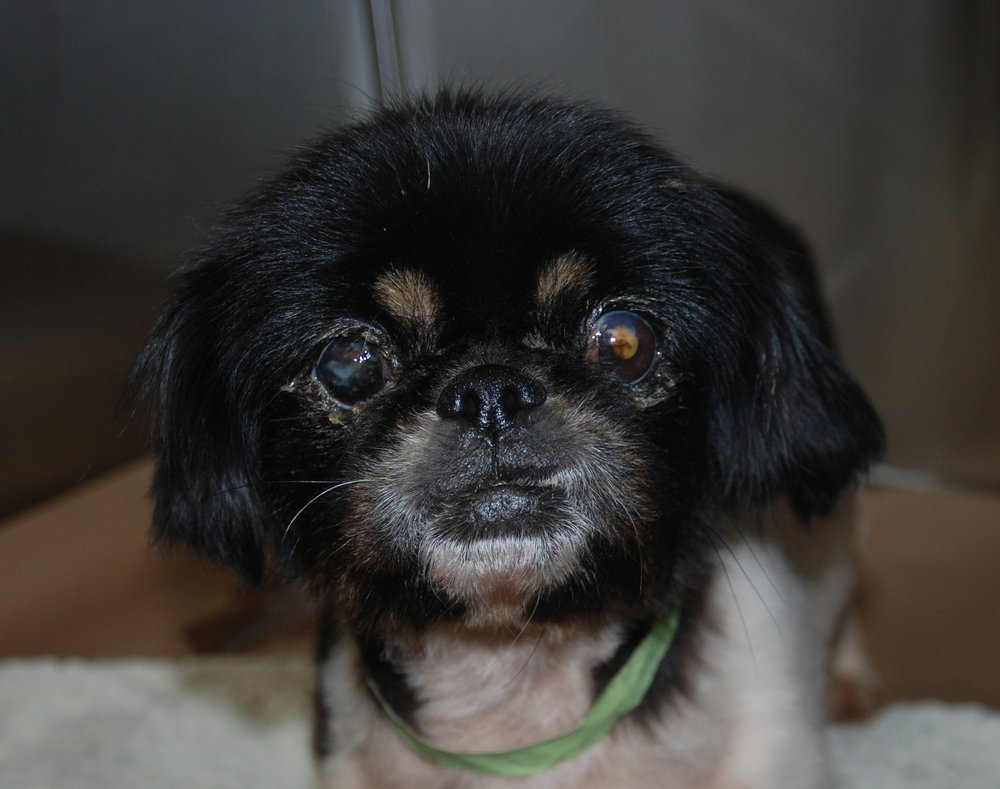 8dcfbb2b2mia-jpg.jpeg Mia at the Animal Rescue Fund of the Hamptons (Animal Rescue Fund of the Hamptons, Inc.)