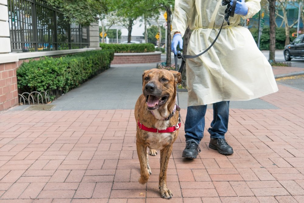 8de3849b8brick1-jpg.jpeg Brick is serious about being a good boy<br>