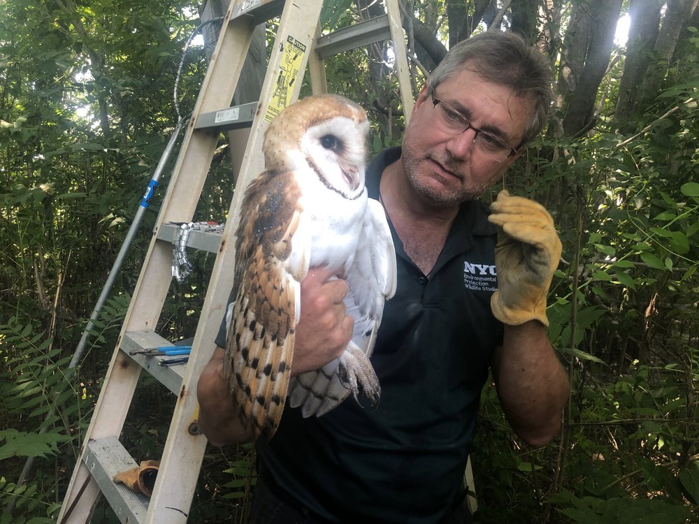 8e97d29b3owl1-jpg.jpeg So handsome, this owl