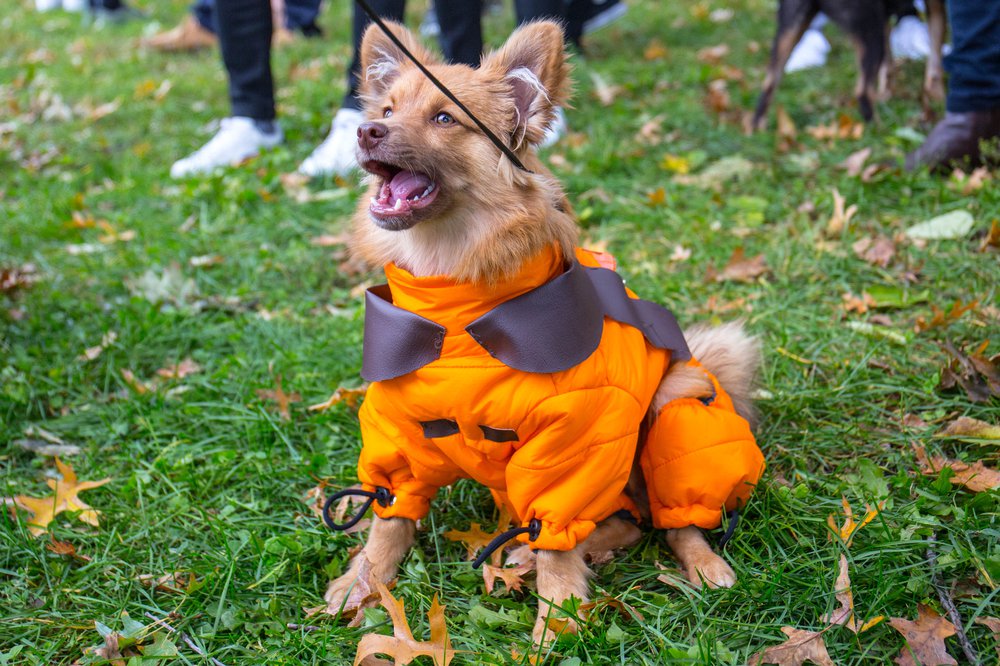 90a4312b5dog-62-jpg.jpeg