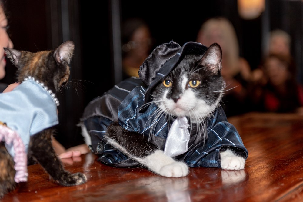 91c3f9343_dsc3404-jpg.jpeg Blue Steel<br>
