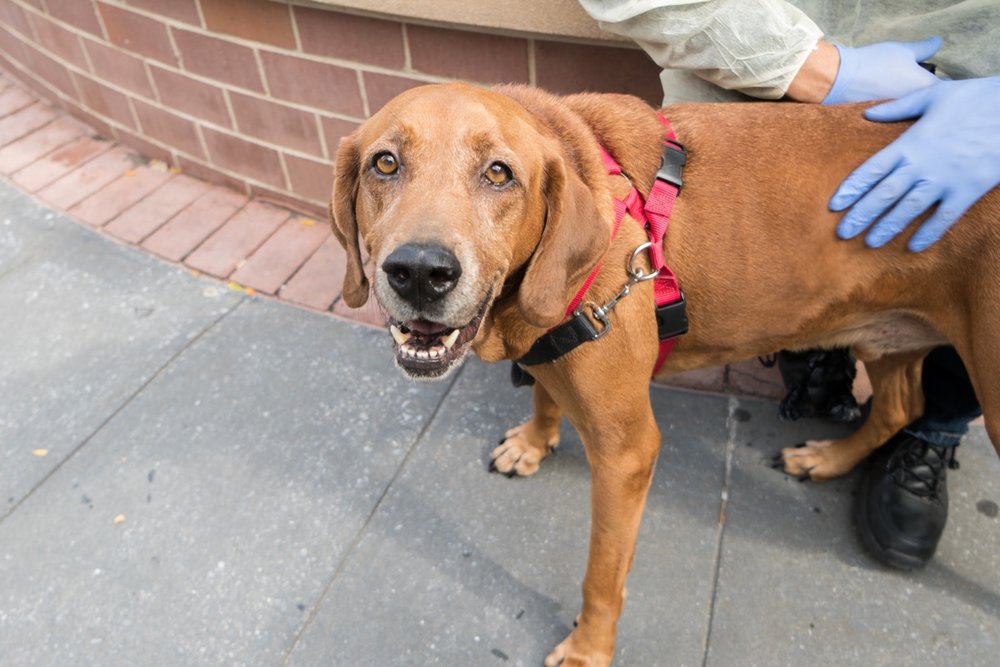 9236caf0agumpy1-jpg.jpeg LOOK AT THAT SMILE!<br>