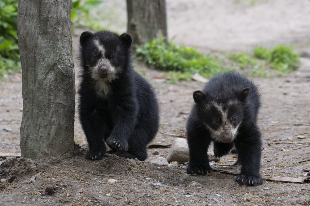 9251a55bejulie-larsen-maher_9228_andean-bear-and-cubs_qz_05-10-19-jpg.jpeg