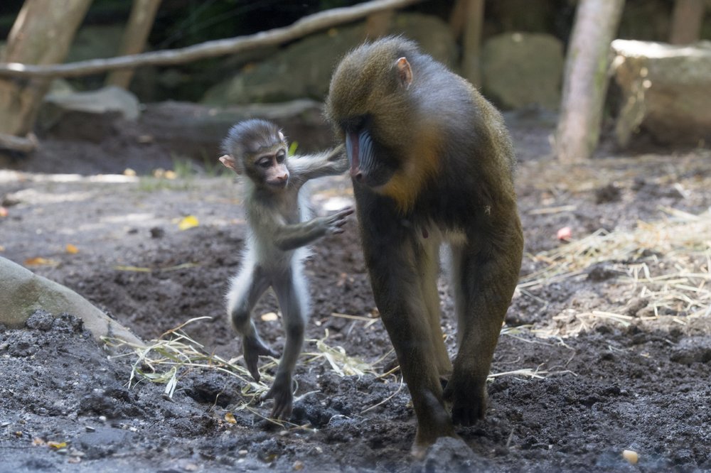 9255d1534julie-larsen-maher_2907_mandrill-and-baby_con_bz_08-15-18-jpg.jpeg