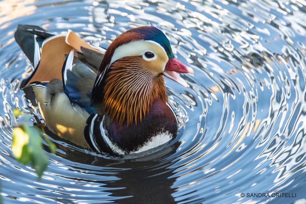9258b9ae9dq7meyxxqam8d1i-jpg.jpeg The duck on Thursday morning. (Photo by <a href="https://twitter.com/alexcritelli7/status/1058035932484562944">Sandra Critelli</a>)