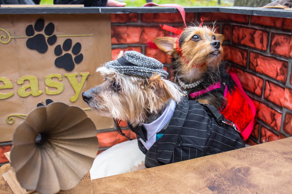 926139029dog-112-jpg.jpeg