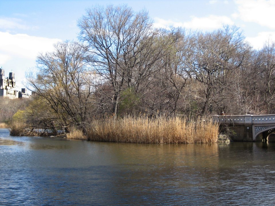 The island, in the lake, 1980s.(Courtesy of the Central Park Conservancy)