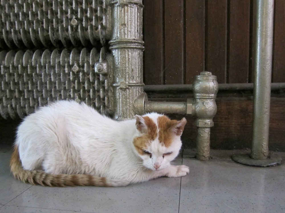9377623da.jpeg Pratt cat<br/>