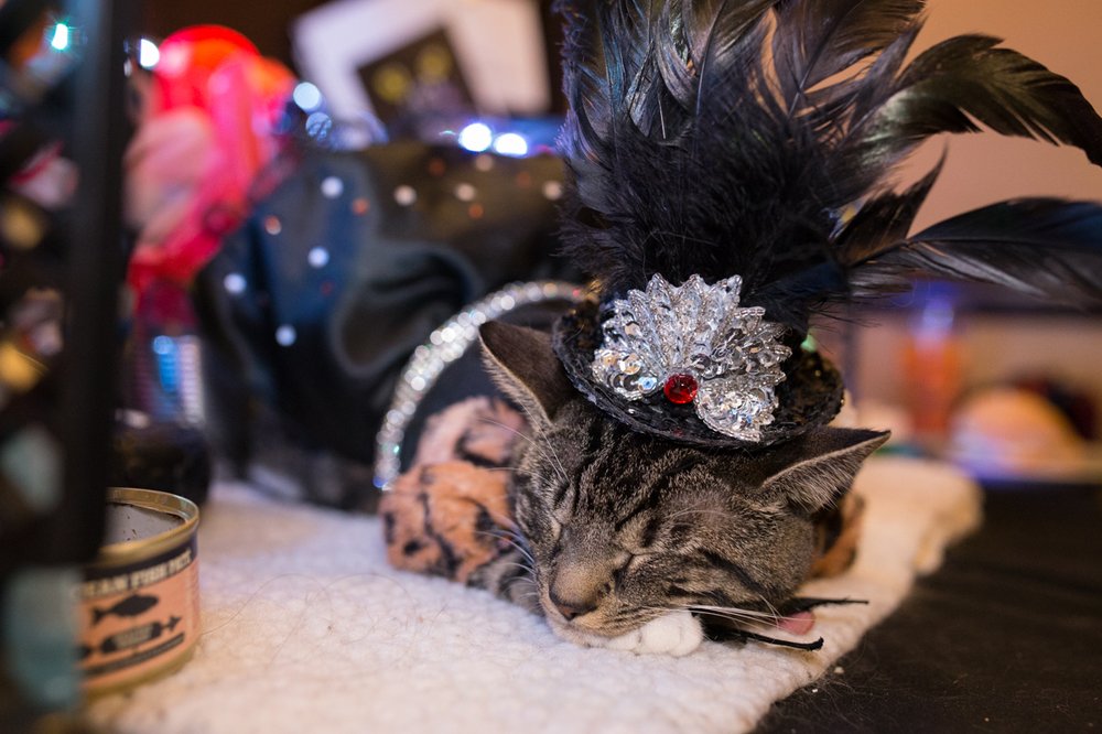942921c91img_3763-cats-jpg.jpeg