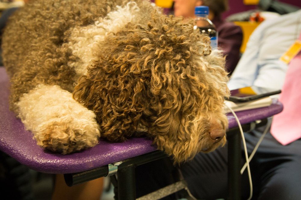 950c16b30westminster32-jpg.jpeg This dog is a mop. A broken mop. A broken mop with a complicated inner life and a mortgage. (Jenn Hsu/Gothamist)