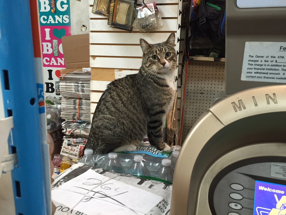 962eaa543img_9354-jpg.jpeg This cat loves the bodega's constant catcophony. <br>(Jen Chung / Gothamist)