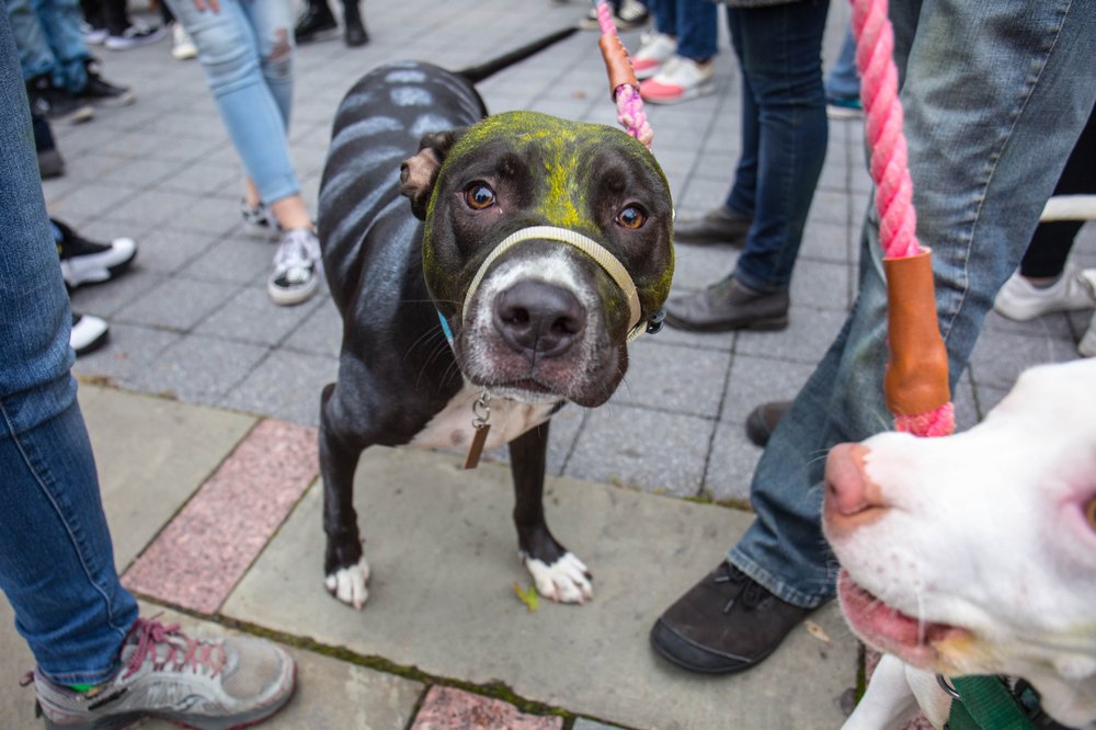973e60136dog-175-jpg.jpeg