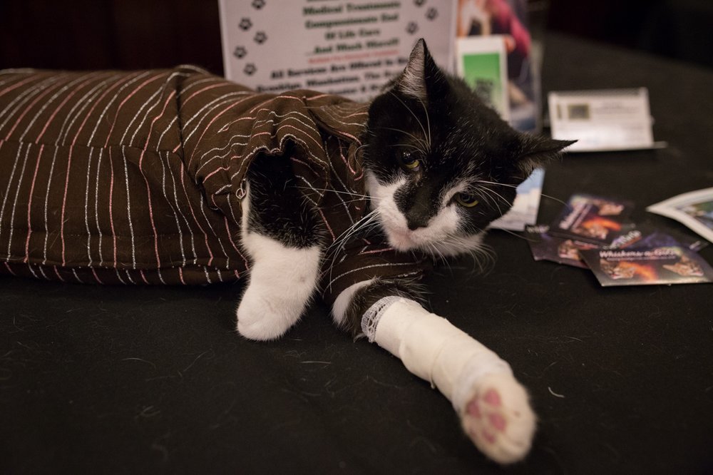9830981beimg_3785-dear-evan-hanson-jpg.jpeg This is the "Dear Evan Hanson" kitty<br>