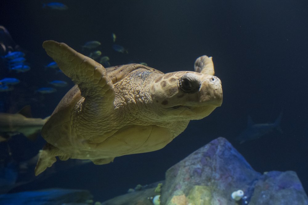 9897f85e8_julie-larsen-maher_5049_loggerhead-sea-turtle_ows_aq_05-10-18-jpg.jpeg Loggerhead sea turtle (Julie Larsen Maher/WCS)