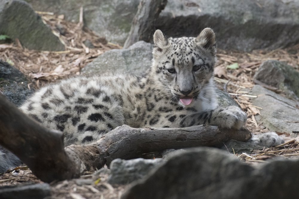 995a7364a_julie-larsen-maher_7206_snow-leopard-and-cub_him-bz_10-10-17-jpg.jpeg