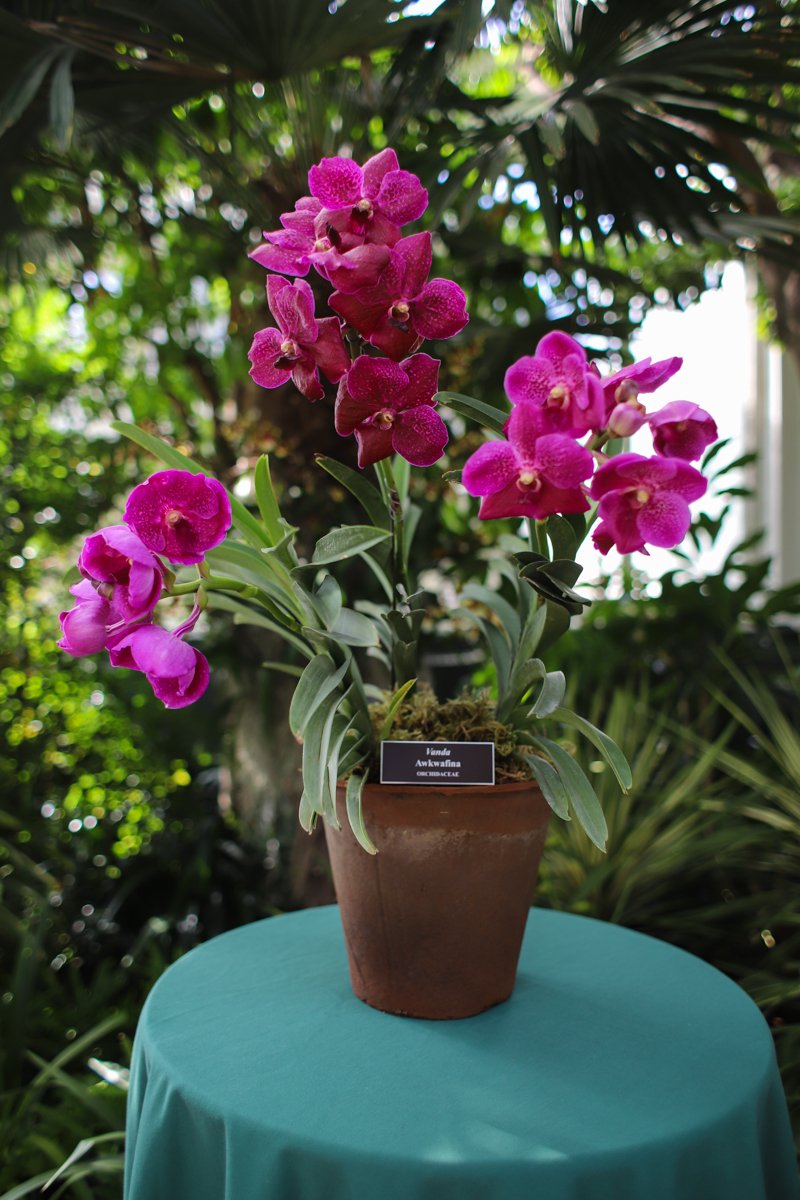 996a51b58saimokhtari-8105-akwafina-orchid-jpg.jpeg