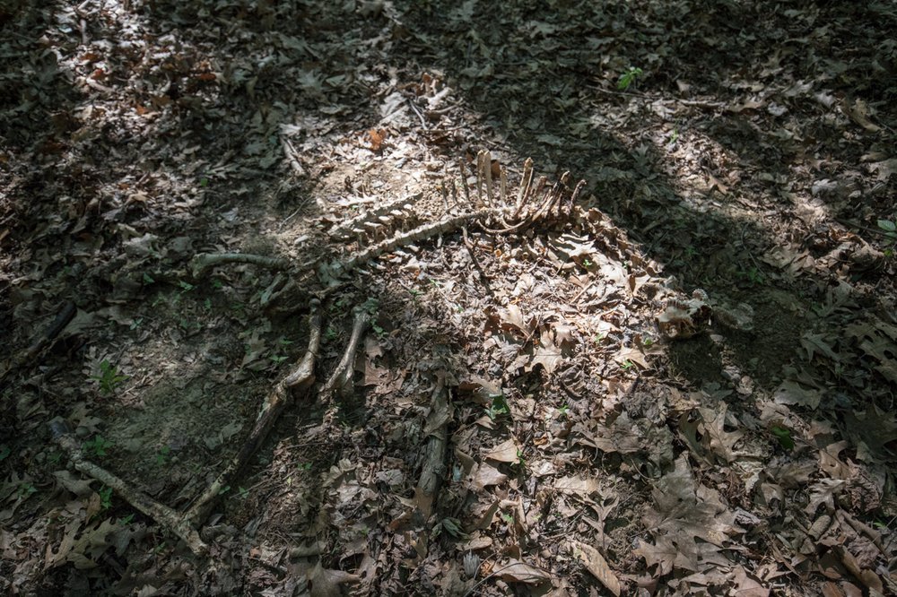 9b970bbbasaimokhtari-0719-deer-skeleton-jpg.jpeg