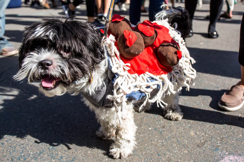 9dcd543b4doghalloween-138-jpg.jpeg