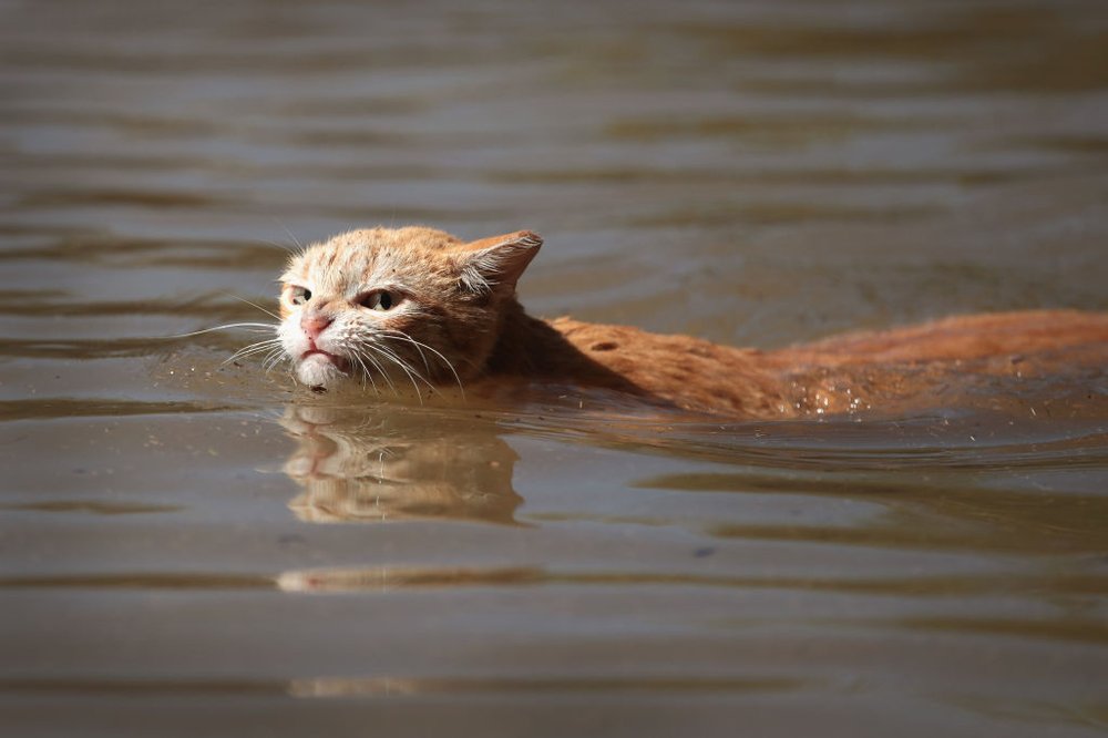 9e09c7a62gettyimages-840958482-jpg.jpeg A cat tries to find dry ground around an apartment complex after it was inundated with water following Hurricane Harvey on August 30, 2017 in Houston, Texas<br>(Getty Images)