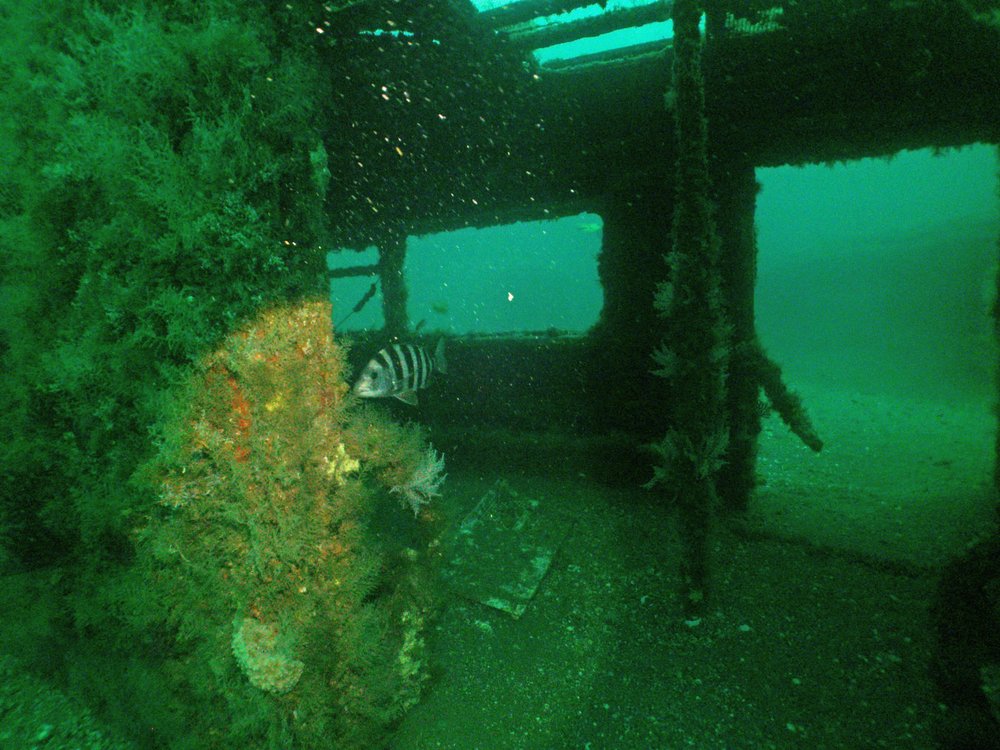 Redbird Reef, Photo by Robert Martore, Courtesy of South Carolina Department of Natural Resources<br/>