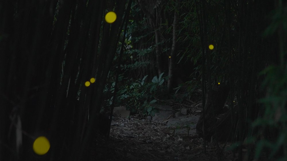 Fireflies twinkle in a forest.